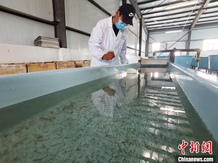 圖為工作人員檢查魚苗?！執砀?攝
