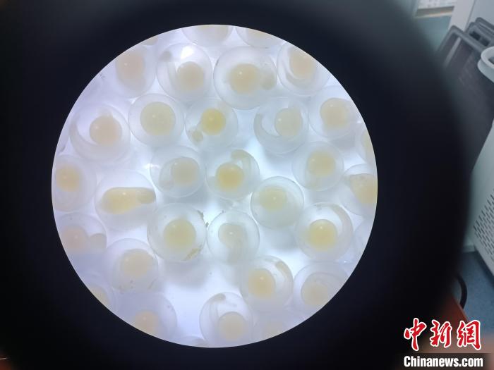 圖為顯微鏡下的魚卵?！∏嗪：沲幘茸o中心 供圖