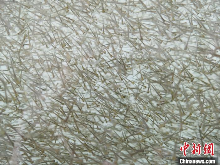 圖為密集分布的魚苗?！執砀?攝