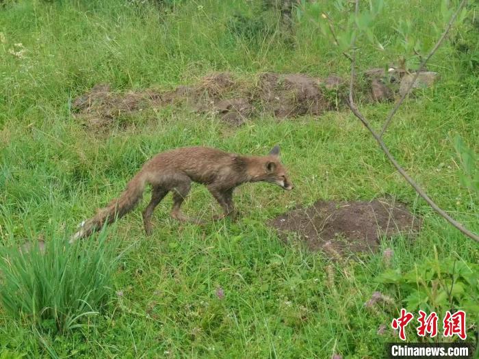 青?；ブ骄戎鷩叶壉Ｗo野生動物赤狐