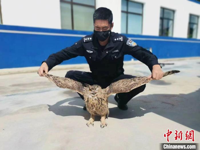 青?；ブ衤撌志戎鷩叶壉Ｗo野生動物雕鸮