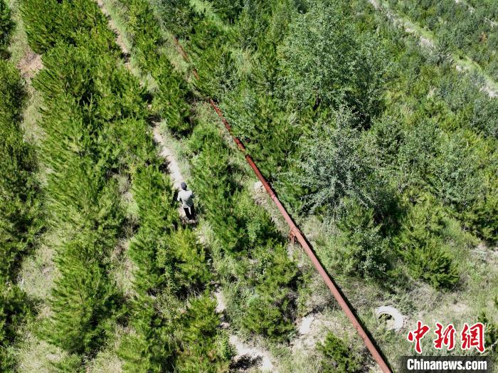 航拍建行青海省分行綠化區施工隊隊長盧占祥正在巡護綠化區?！∑钤鲚?攝