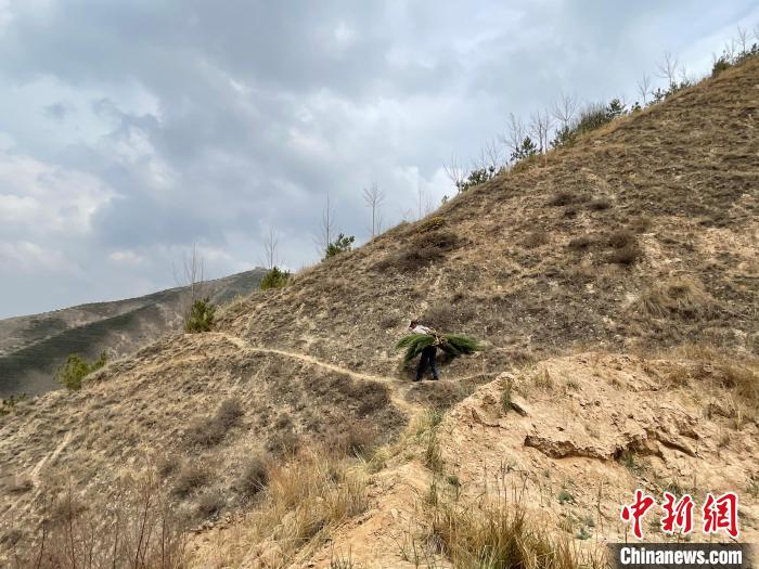 資料圖為建行青海省分行綠化區施工隊隊員人工運樹苗?！〗ㄐ星嗪Ｊ》中泄﹫D