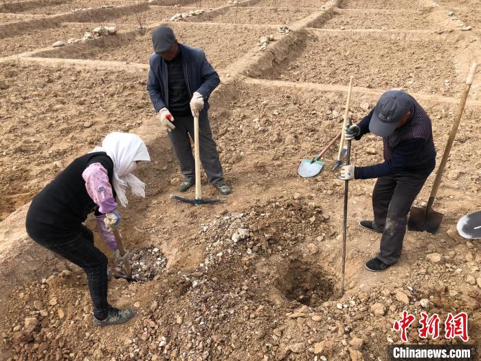 資料圖為建行青海省分行綠化區施工隊隊員處理亂石?！〗ㄐ星嗪Ｊ》中泄﹫D