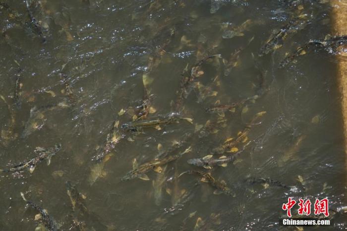 資料圖：圖為今年5月底到8月初，青海湟魚洄游產卵 馬銘言攝
