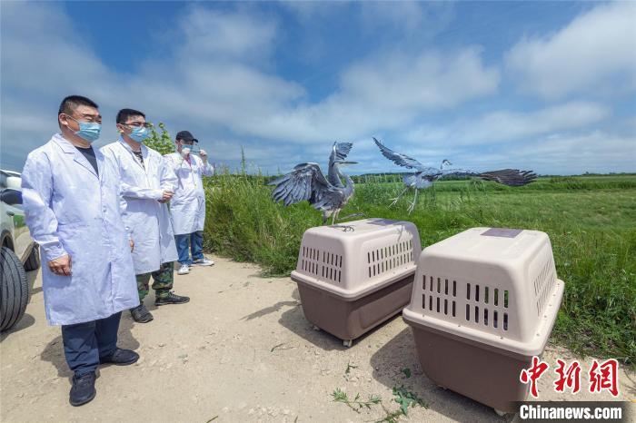 資料圖：圖為今年8月興凱湖國家級自然保護區管理局放飛救助的兩只蒼鷺 宋傳軍 攝