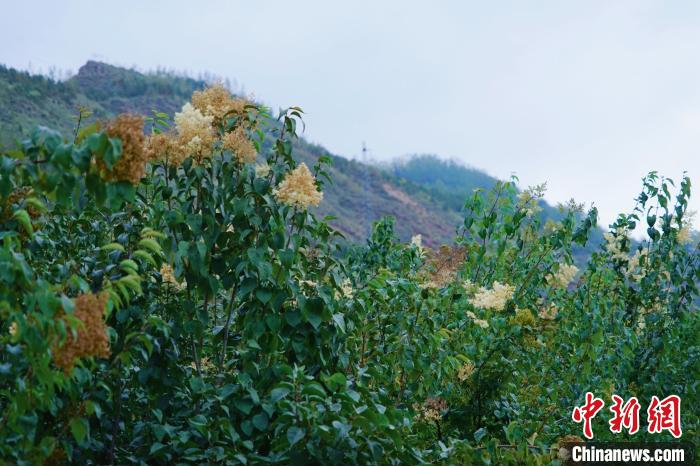 圖為西寧北山上的丁香樹?！●R銘言 攝