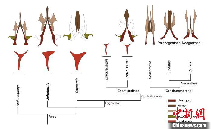 最原始鳥類“熱河鳥”最新研究：嗅覺更好、日行主導