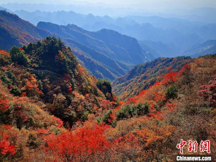 巴山大峽谷漫天紅葉?！埰?攝