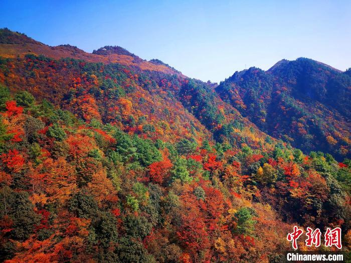巴山大峽谷漫天紅葉?！埰?攝