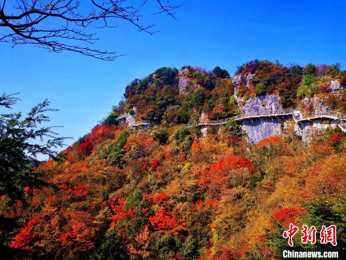 巴山大峽谷漫天紅葉?！埰?攝