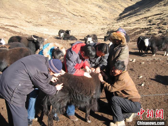 資料圖為研究團隊在青南高原地區開展了牦牛寄生蟲病流行病學和防治技術研究?！?青海省畜牧獸醫科學院供圖