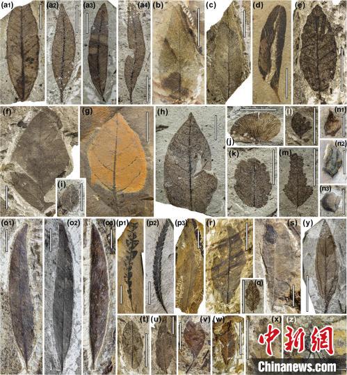 中始新世熱魯化石植物群(4500萬–4000萬年前)?！≈锌圃呵嗖馗咴?供圖