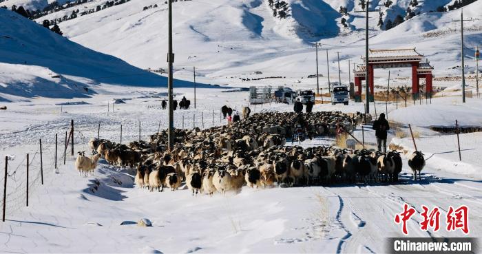 圖為村民在雪地上放牧?！《继m縣融媒體中心供圖