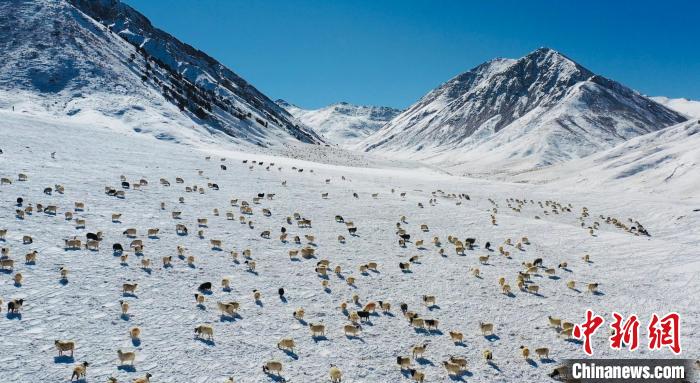 圖為羊群在雪地里覓食?！《继m縣融媒體中心供圖