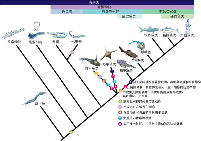 一些關鍵特征在脊索動物中的演化?！∶宪版?繪圖 攝