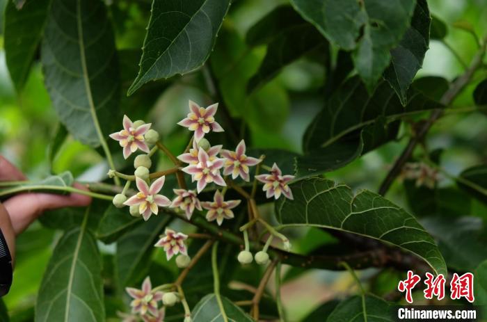 圖為古林箐近地保護的滇桐首次開花?！±顕?攝