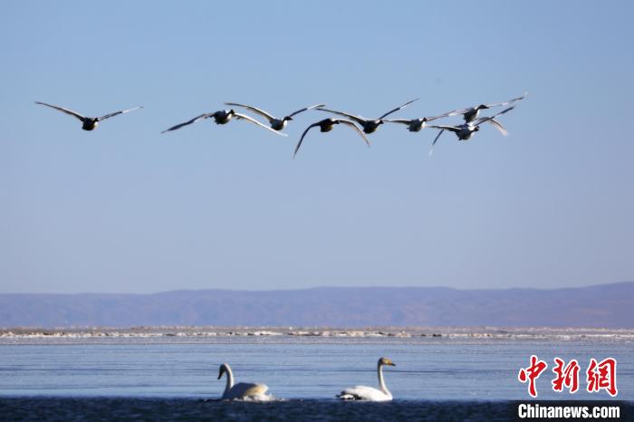 圖為大天鵝在青海湖上空飛翔?！●R怡睿 攝