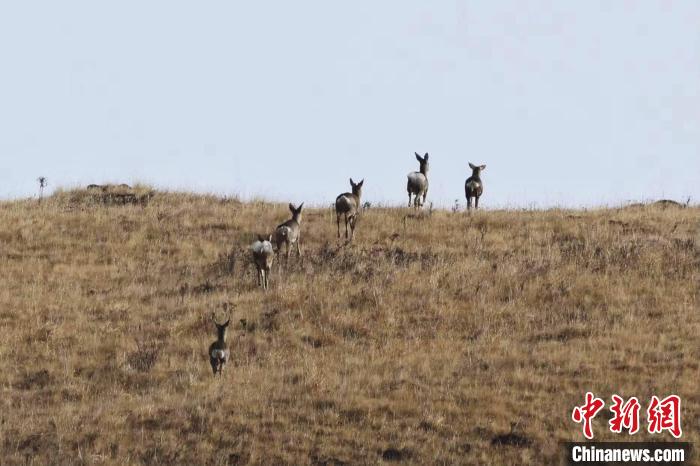 圖為狍鹿在山坡上漫步?！〔彭椖霞?攝