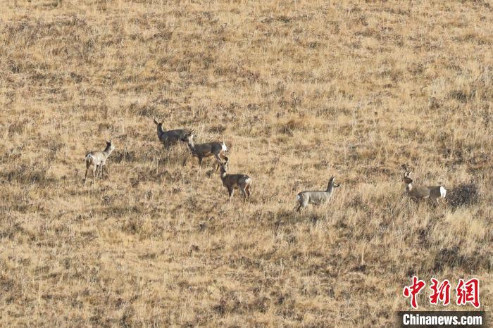 圖為狍鹿在山坡上覓食嬉戲?！〔彭椖霞?攝