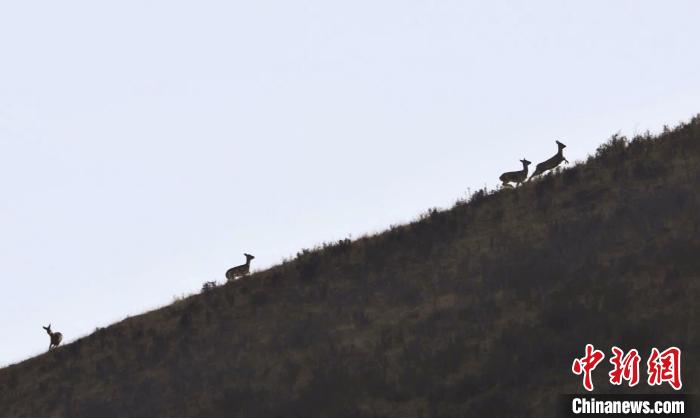 圖為狍鹿在山坡上漫步?！〔彭椖霞?攝