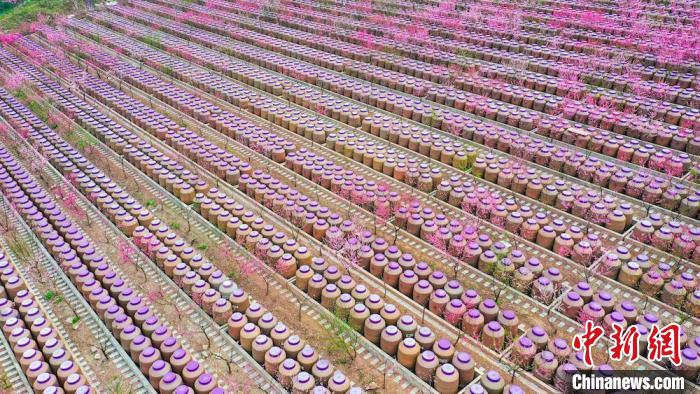 灼灼桃花惹人醉?！㈡?攝