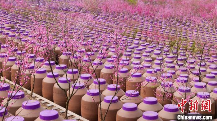 桃花和酒壇相映成趣?！∫足?攝