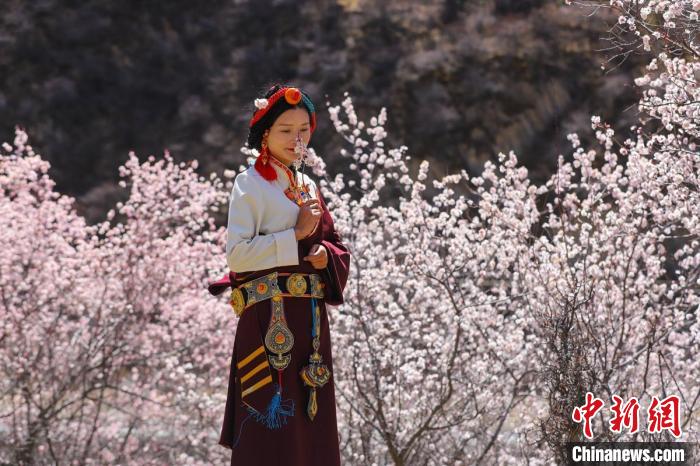 白玉縣河坡鎮桃花林間身穿民族服飾的藏族女孩?！“子袢诿?攝