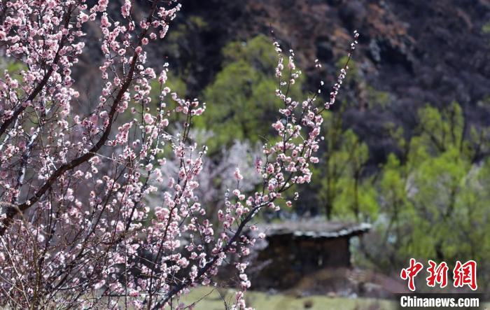 白玉縣河谷間盛開的桃花?！“子袢诿?攝