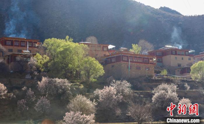 暖陽下白玉縣河坡鎮正在盛開的桃花與藏式民居?！“子袢诿?攝