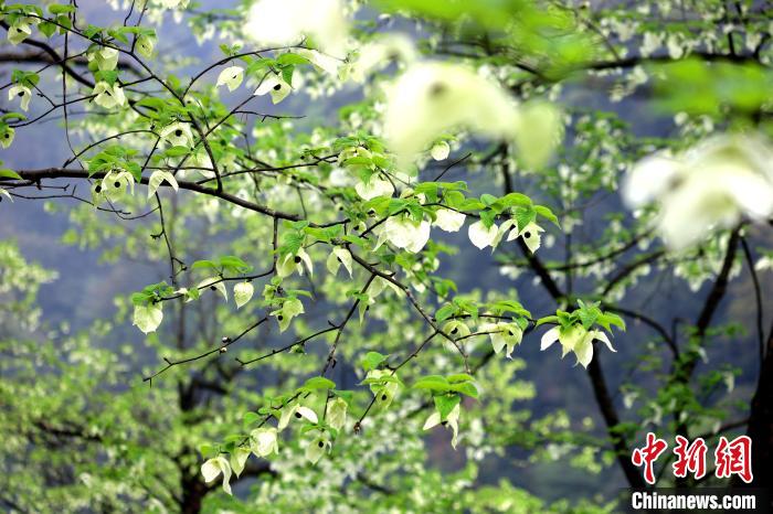 珙桐在春末夏初之際開花，花期較短?！螚?攝