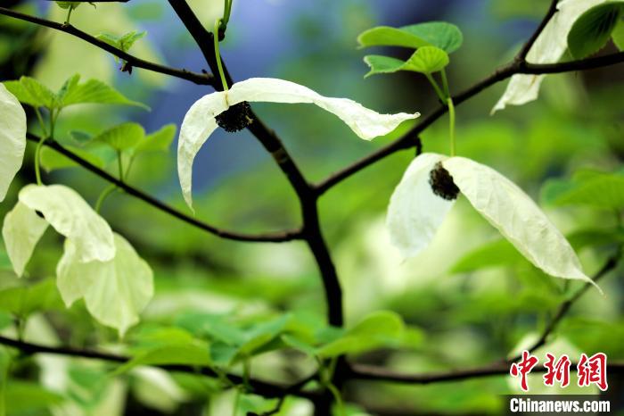 兩片潔白的花瓣隨風搖曳就像飛翔的白鴿?！螚?攝