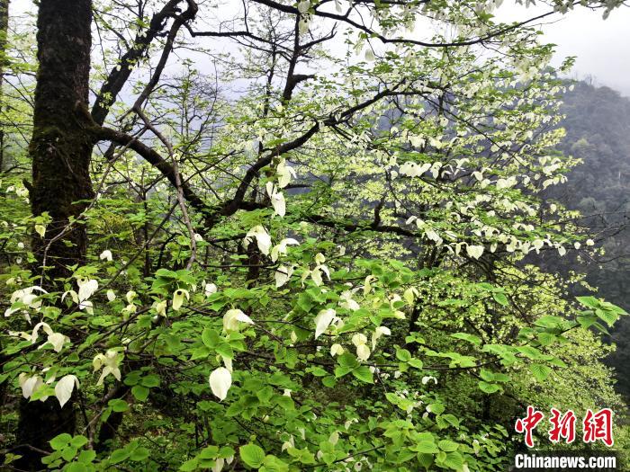 山谷兩側高大繁茂的珙桐樹?！螚?攝