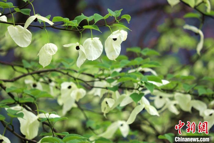 珙桐樹開出潔白的花朵?！螚?攝