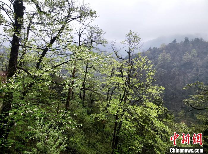 珙桐花朵潔白素雅，與青山雨霧融為一體?！螚?攝