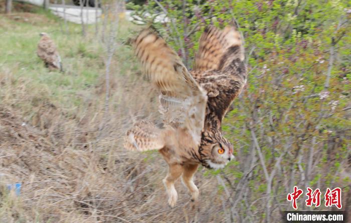 圖為西寧野生動物園救護的雕鸮在西寧市放歸大自然?！●R銘言 攝