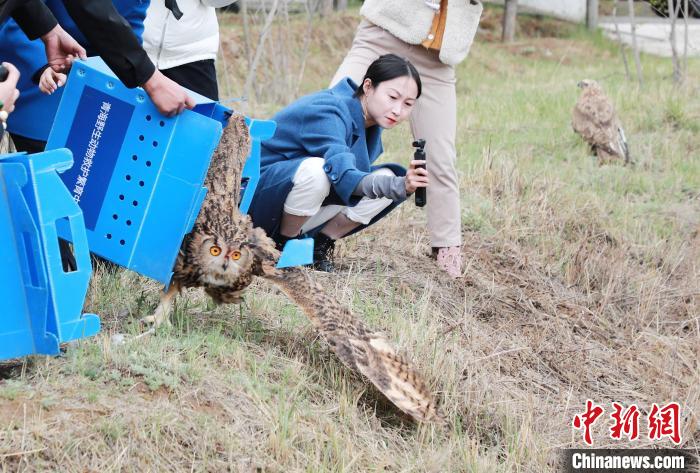 圖為西寧野生動物園救護的雕鸮在西寧市放歸大自然?！●R銘言 攝