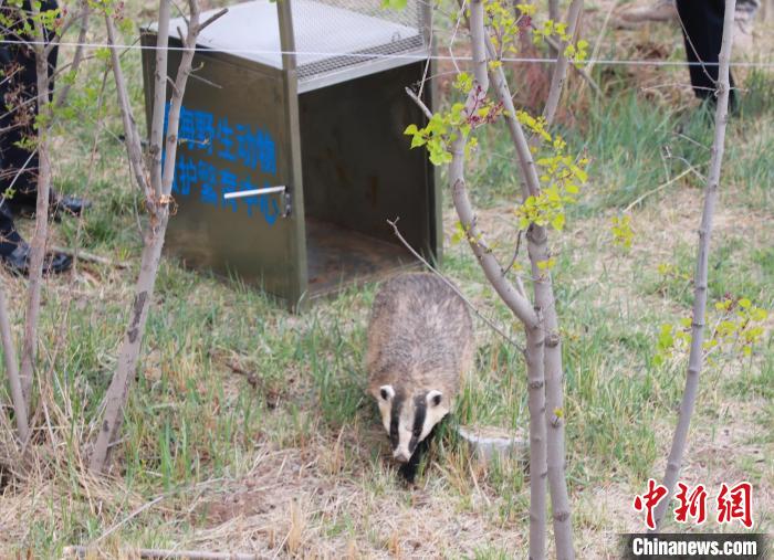 圖為西寧野生動物園救護的狗獾在西寧市放歸大自然?！●R銘言 攝