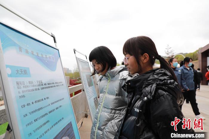 圖為學生通過展板了解青海常見鳥類?！●R銘言 攝