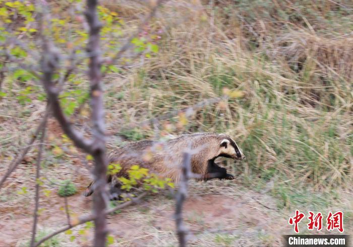 圖為西寧野生動物園救護的狗獾在西寧市放歸大自然?！●R銘言 攝