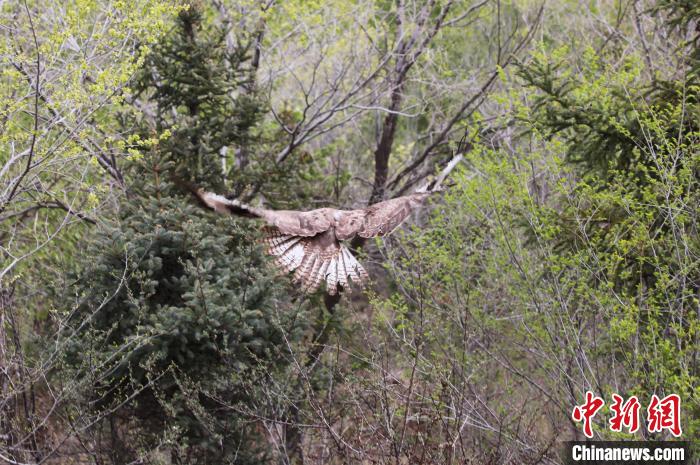 圖為西寧野生動物園救護的大鵟在西寧市放歸大自然?！●R銘言 攝