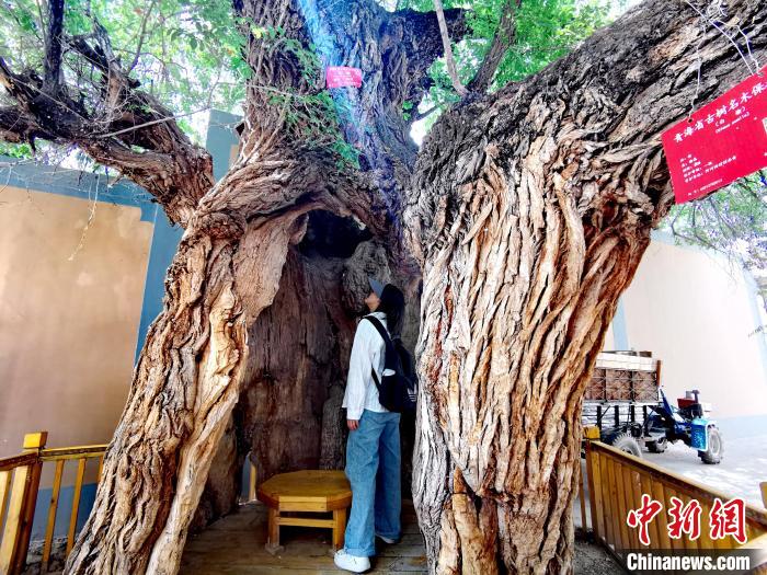 青海海東市阿河灘地質文化村：古樹新枝、丹山碧水
