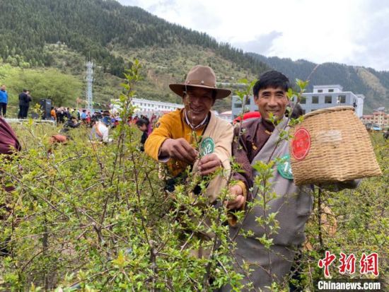 圖為當地農牧民進行藏雪茶采摘比賽?！⊥鮿x 攝