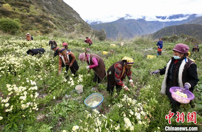 “落戶”黑水的杭白菊。桐鄉市宣傳部提供