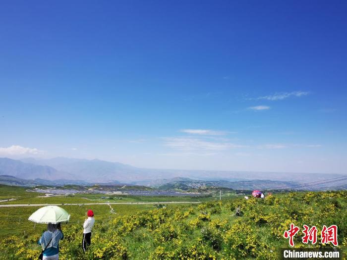 2020年07月07日拍攝于臨夏州積石山縣境內，生態環境逐漸恢復，小黃花開遍山間。(資料圖) 殷春永 攝