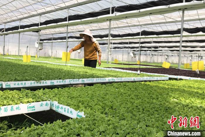 圖為會澤現代化農業產業扶貧基地內，貧困戶成為了產業工人?！】姵?攝