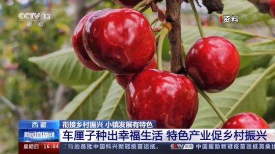 種蘑菇、養駱駝...。。特色產業助力鄉村振興走新路