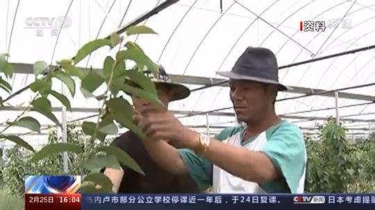 種蘑菇、養駱駝...。。特色產業助力鄉村振興走新路
