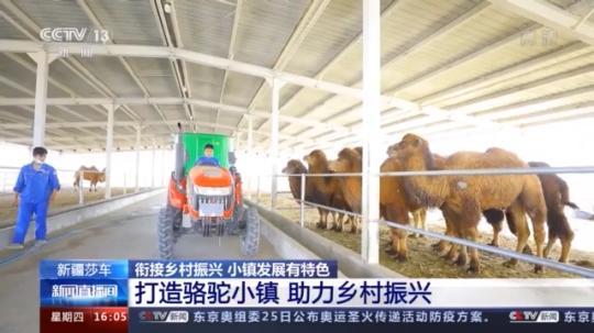 種蘑菇、養駱駝...。。特色產業助力鄉村振興走新路