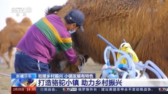 種蘑菇、養駱駝...。。特色產業助力鄉村振興走新路